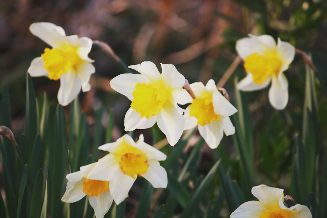 Free Blooming Narcissus tazetta flowers in garden Stock Photo