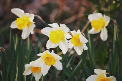 Blooming Narcissus tazetta flowers in garden