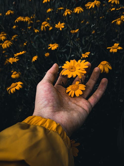 Free Crop person touching yellow wildflowers in garden Stock Photo