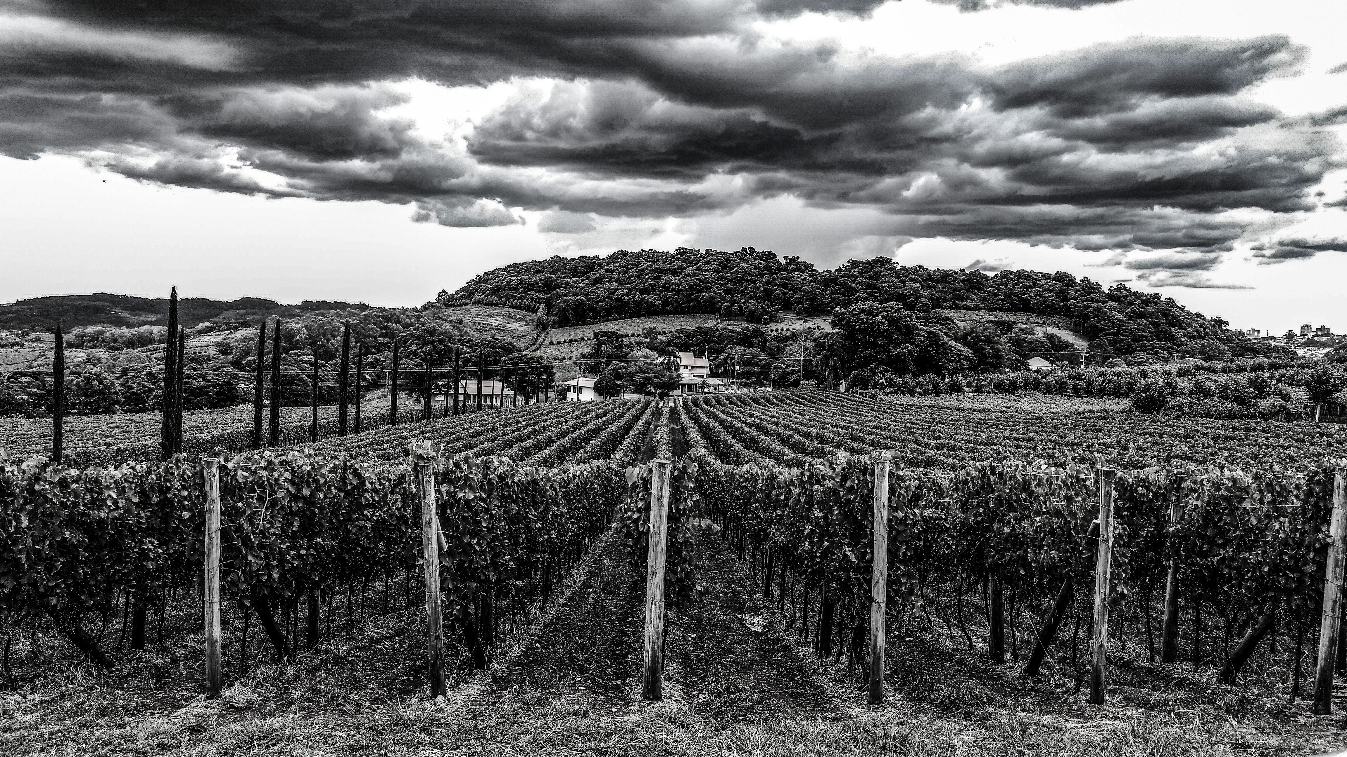 Black and white photo of a vineyard under dramatic clouds in Gramado, Brazil.