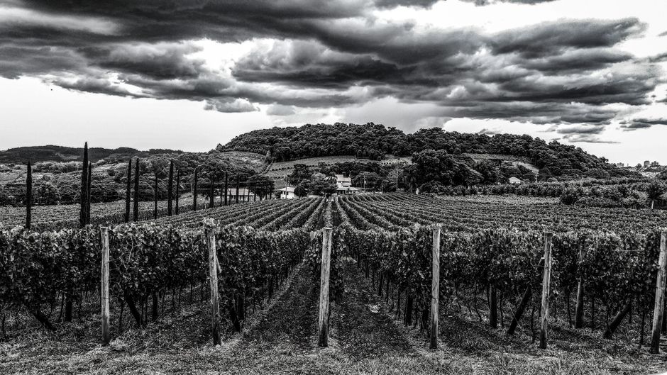 Black and white photo of a vineyard under dramatic clouds in Gramado, Brazil.