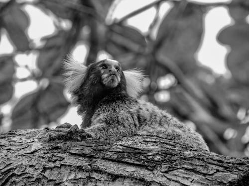 Black and White Photo of Marmoset Monkey Sitting in Tree