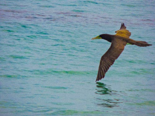 Бесплатное стоковое фото с животное, летящая птица, море
