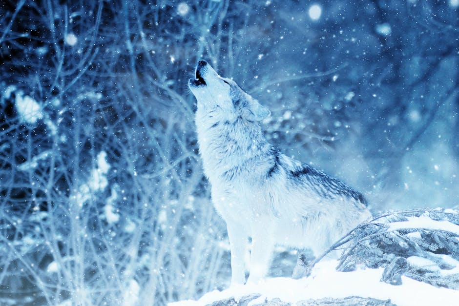 Wolf during Winter