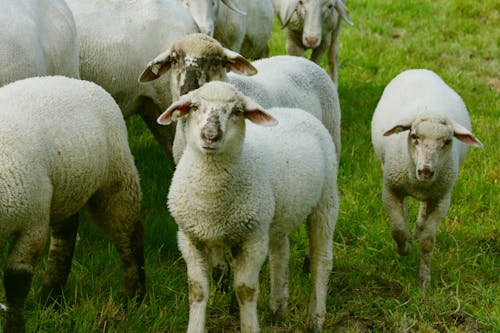 Безкоштовне стокове фото на тему «вівці, вовна, домашній»
