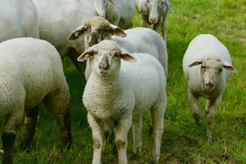 Moutons Blancs