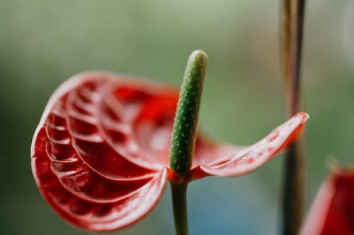 Red leaf and spadix of Anthurium andraeanum flowering plant