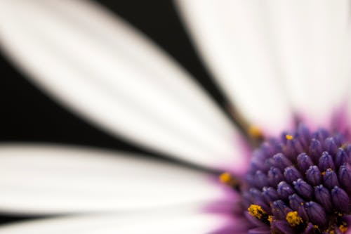 Gratuit Imagine de stoc gratuită din delicat, floare albă, floră Fotografie de stoc