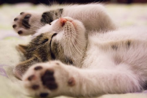 Крупным планом фото милого спящего кота