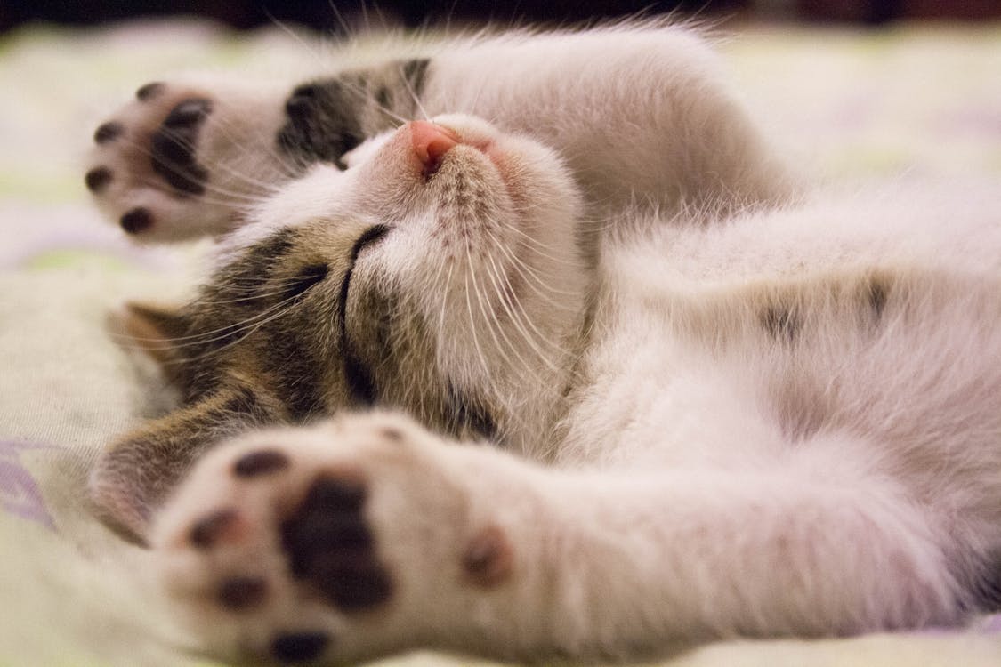 かわいい眠っている猫のクローズアップ写真