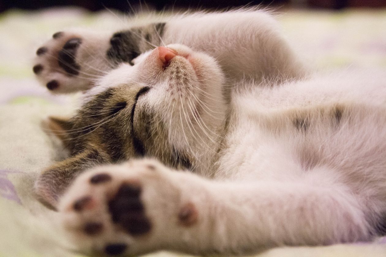 猫のひんやりベッドで丸くなる猫