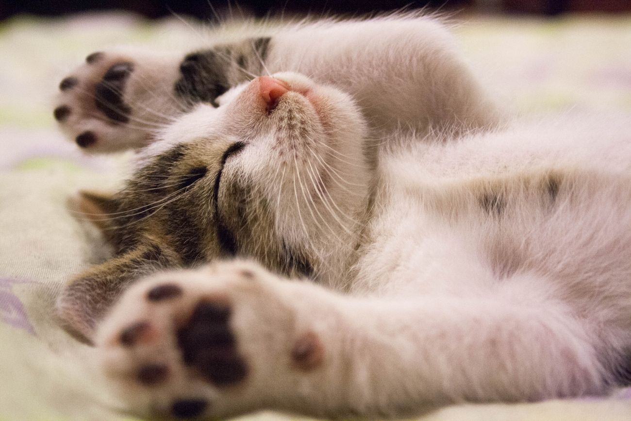 室内で落ち着いて座る猫