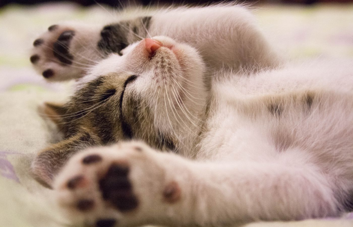 Prévenir les fugues chez le chat