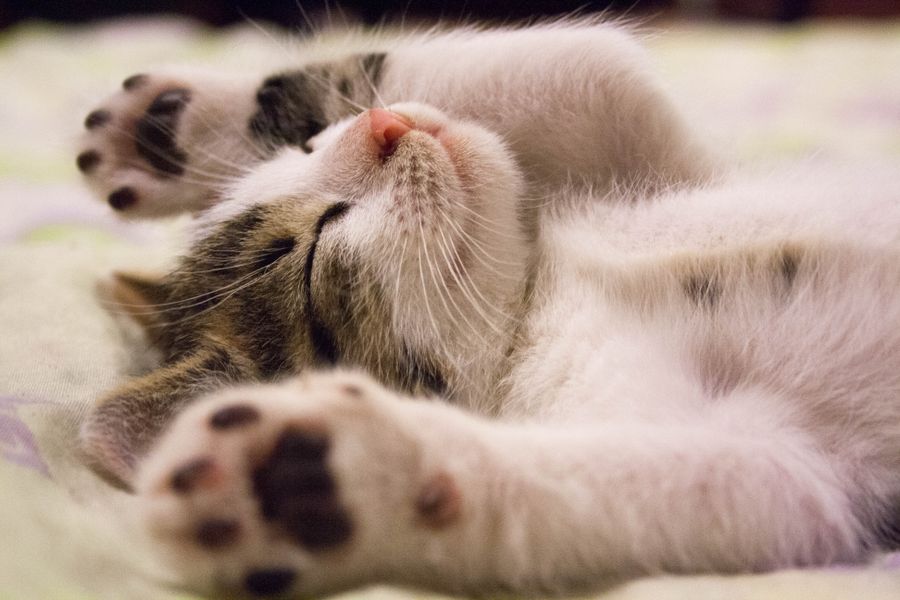 Professional kitten pet photography sample