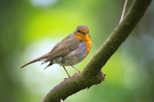 Fotografi Fokus Dangkal Pada Burung Abu Abu Dan Oranye