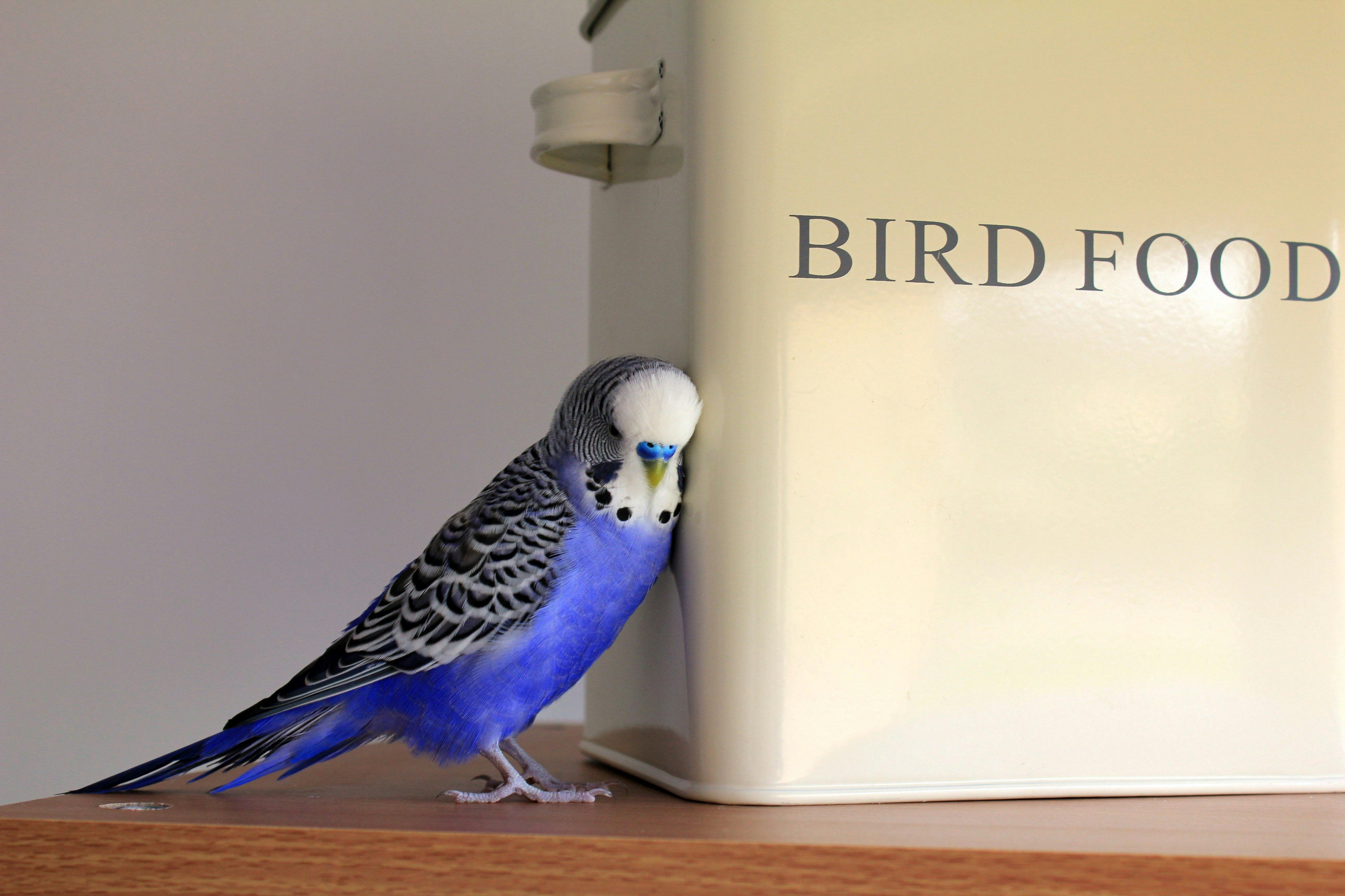 Blue, Black, and White Parakeet u00b7 Free Stock Photo