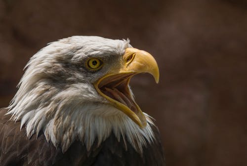 Gratis Fotografi Closeup Bald Eagle Foto Stok