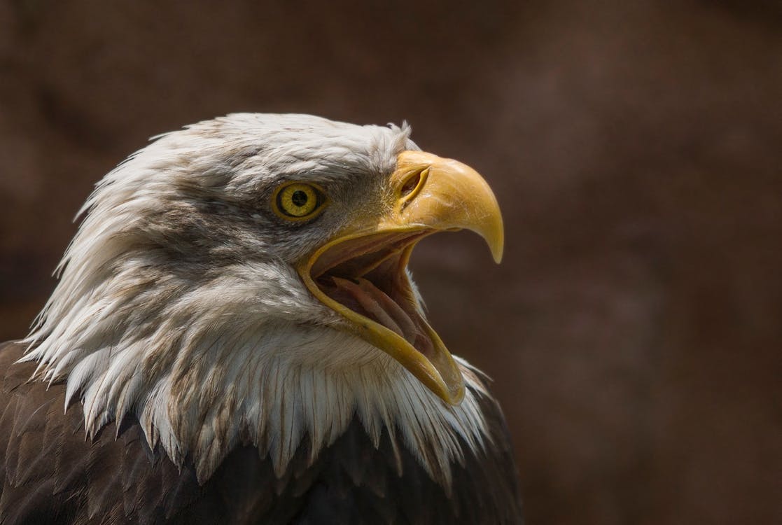 Closeup Photography of Bald Eagle