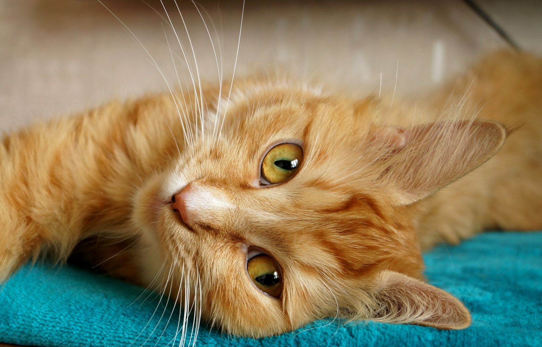 Veterinary care for a cat