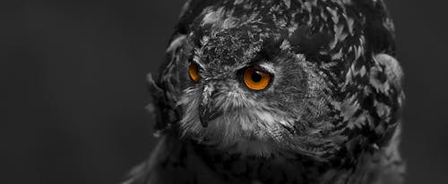 black and white owl wallpaper