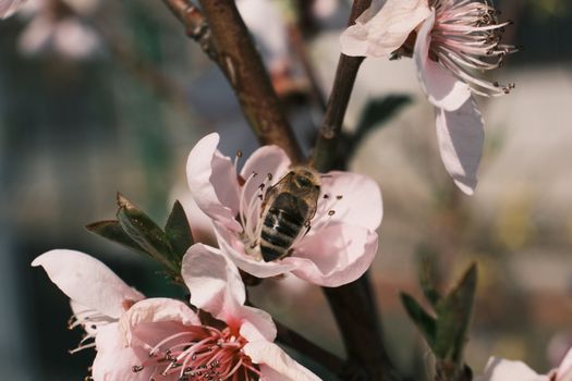 特写镜头中，蜜蜂正从精致的粉红色樱花里采集花蜜
