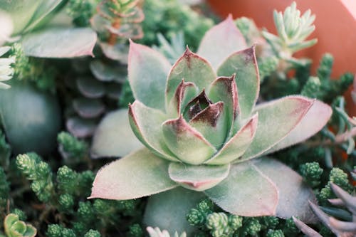 Stonecrop succulent with hairy leaves growing in hothouse