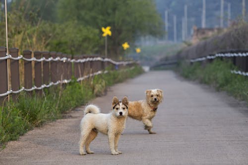 Fotobanka s bezplatnými fotkami na tému cestička, cicavec, denné svetlo