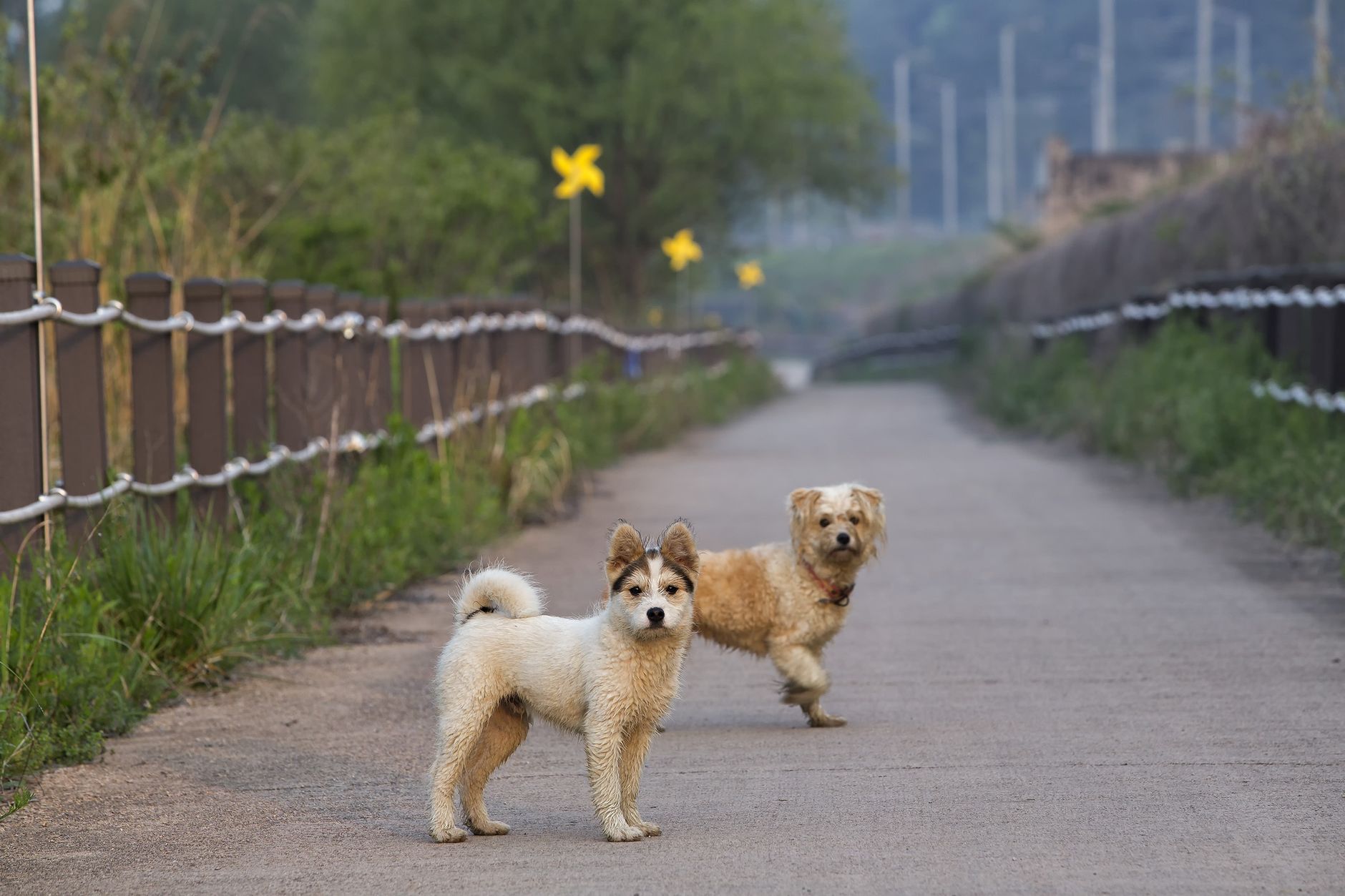 Two dogs enjoying a walk along a scenic pathway in a lush green park.