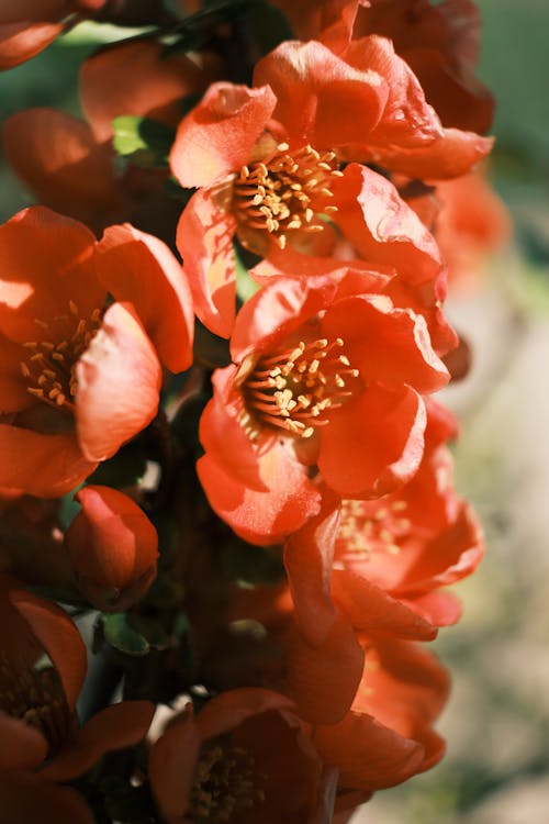 High angle of gentle blooming red flowers of Japanese quince shrub growing in garden on sunny day