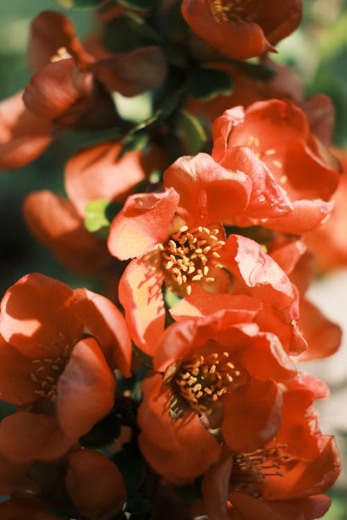 Blooming Japanese quince shrub with red flowers