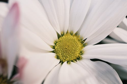 Foto d'estoc gratuïta de blanc, botànic, botànica