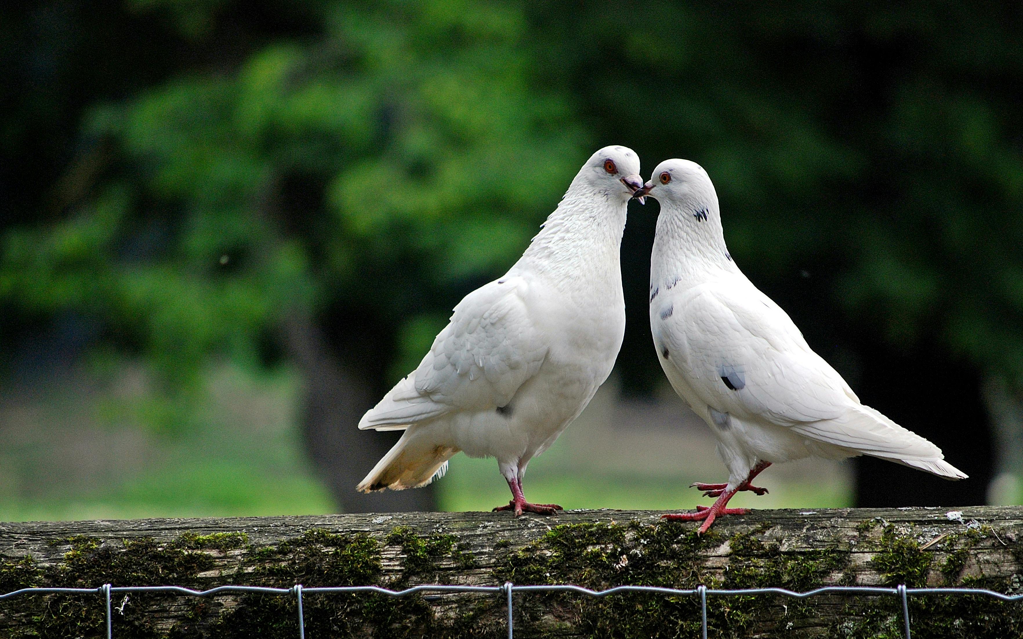 Foto stok gratis tentang burung dara, burung merpati, dunia binatang
