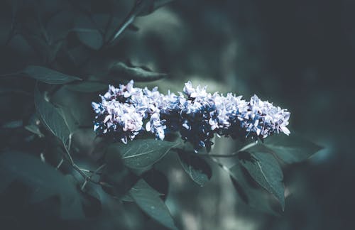 Free Blue Flowers in Tilt Shift Lens Stock Photo