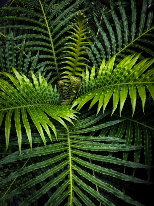Free Green Palm Plant Stock Photo