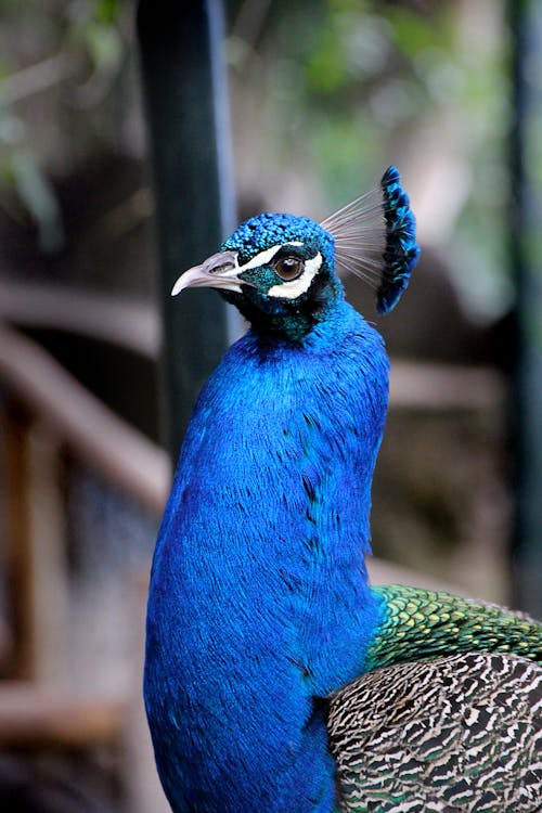 Selective Focus Photography of Peacock