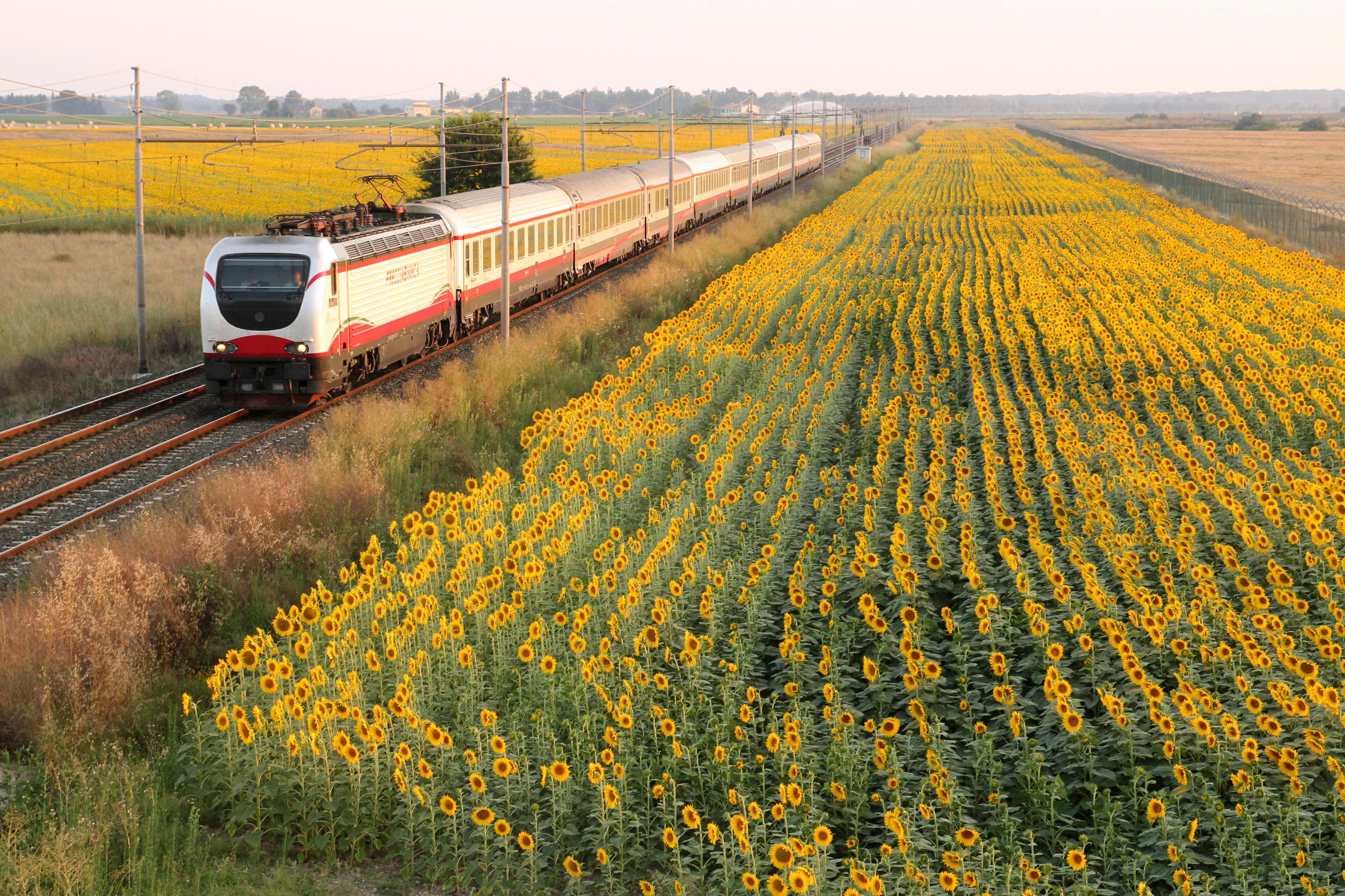 red and white train on rail road