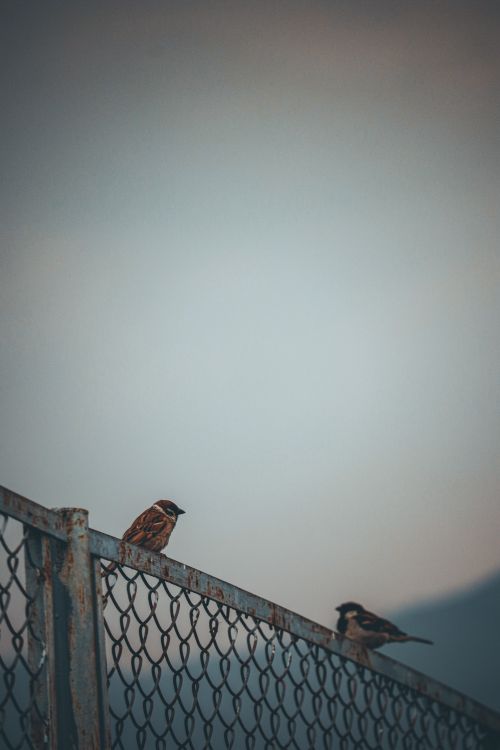 Free Two sparrows perched on a rusty chain-link fence against a clear sky backdrop in Nepal. Stock Photo