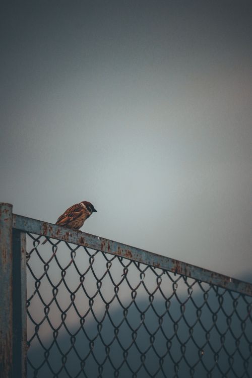 Free Eurasian tree sparrow sits on a rusty chain link fence against a moody sky. Stock Photo