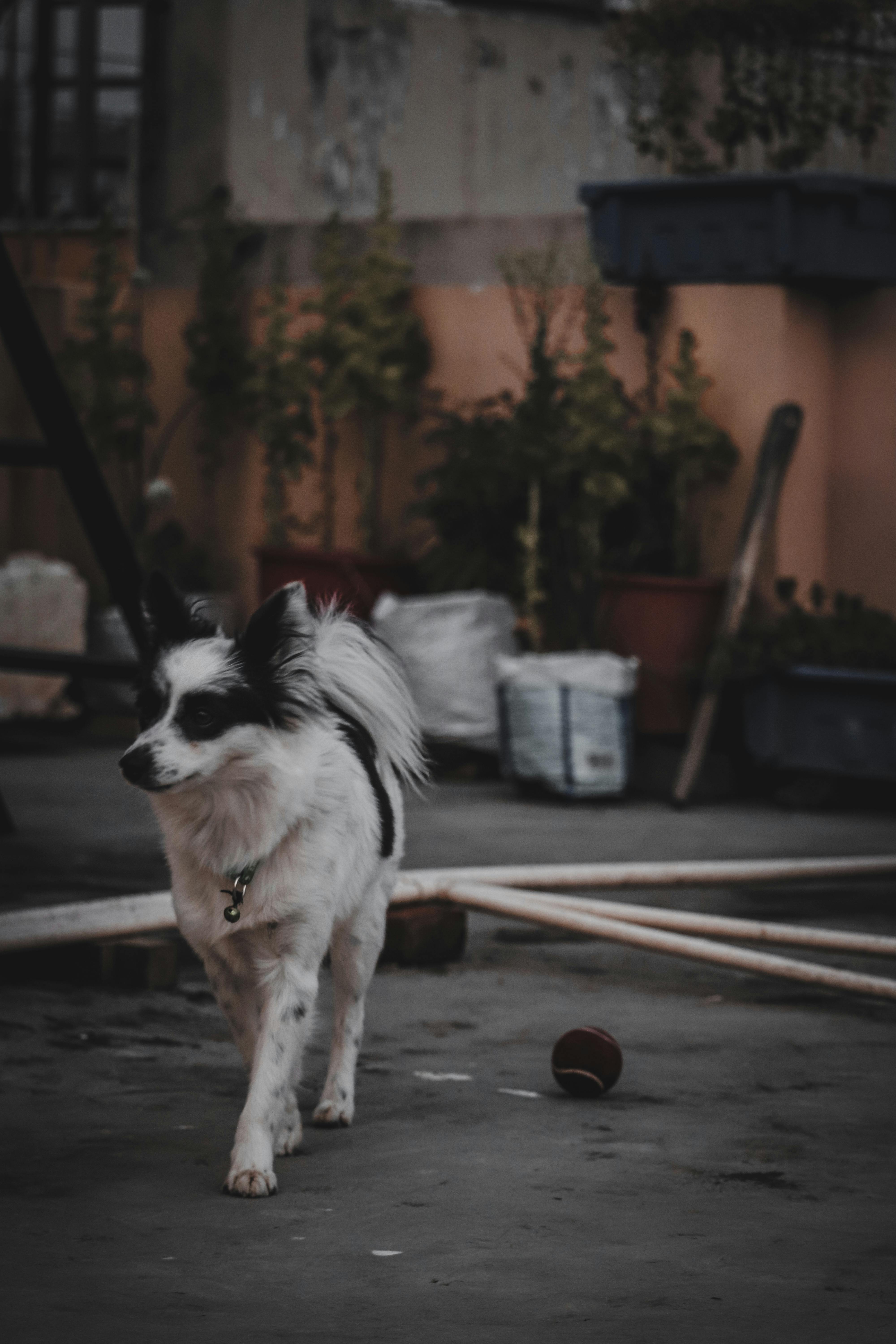 Wet Noses and Dog Behavior: How This Unique Trait Affects Your Pet’s Mood