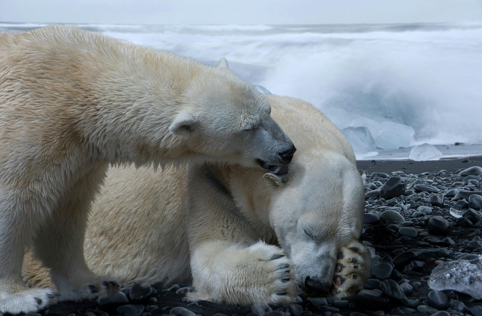 Free stock photo of animal, arctic ocean, bear