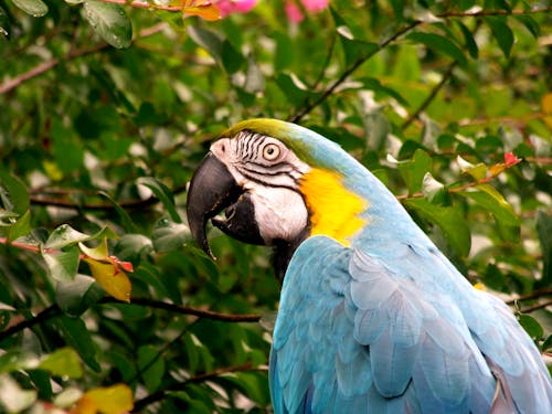 Amerika papağanı, ara, egzotik içeren Ücretsiz stok fotoğraf