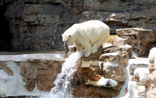 Foto d'estoc gratuïta de aigua que flueix, animal, cascada