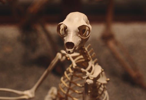 Detailed view of a primate skeleton in a museum exhibit with shallow depth of field.