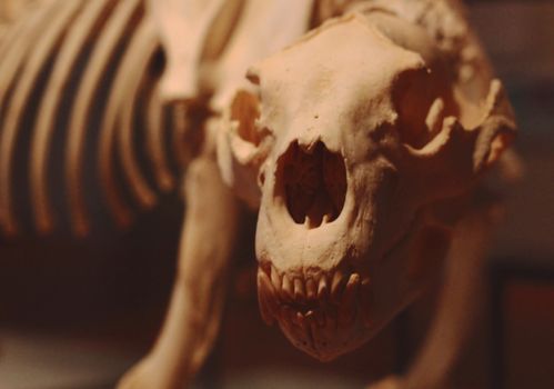 Detailed view of an animal skeleton showcasing a skull, captured indoors.