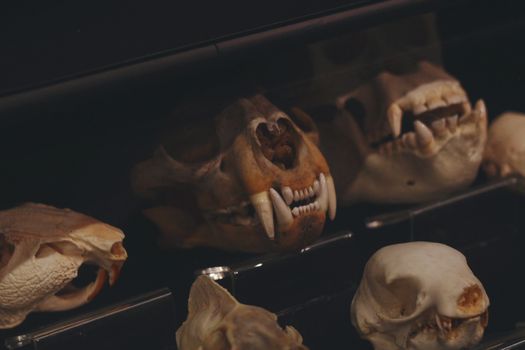 Anthropology Museum private tour — Mexico City