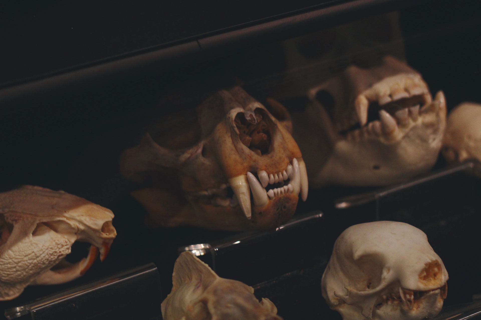 Animal Skulls Lying on Shelves