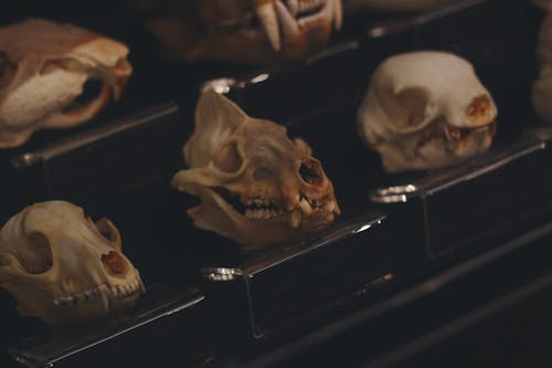 Free stock photo of bone, bones, skull Stock Photo