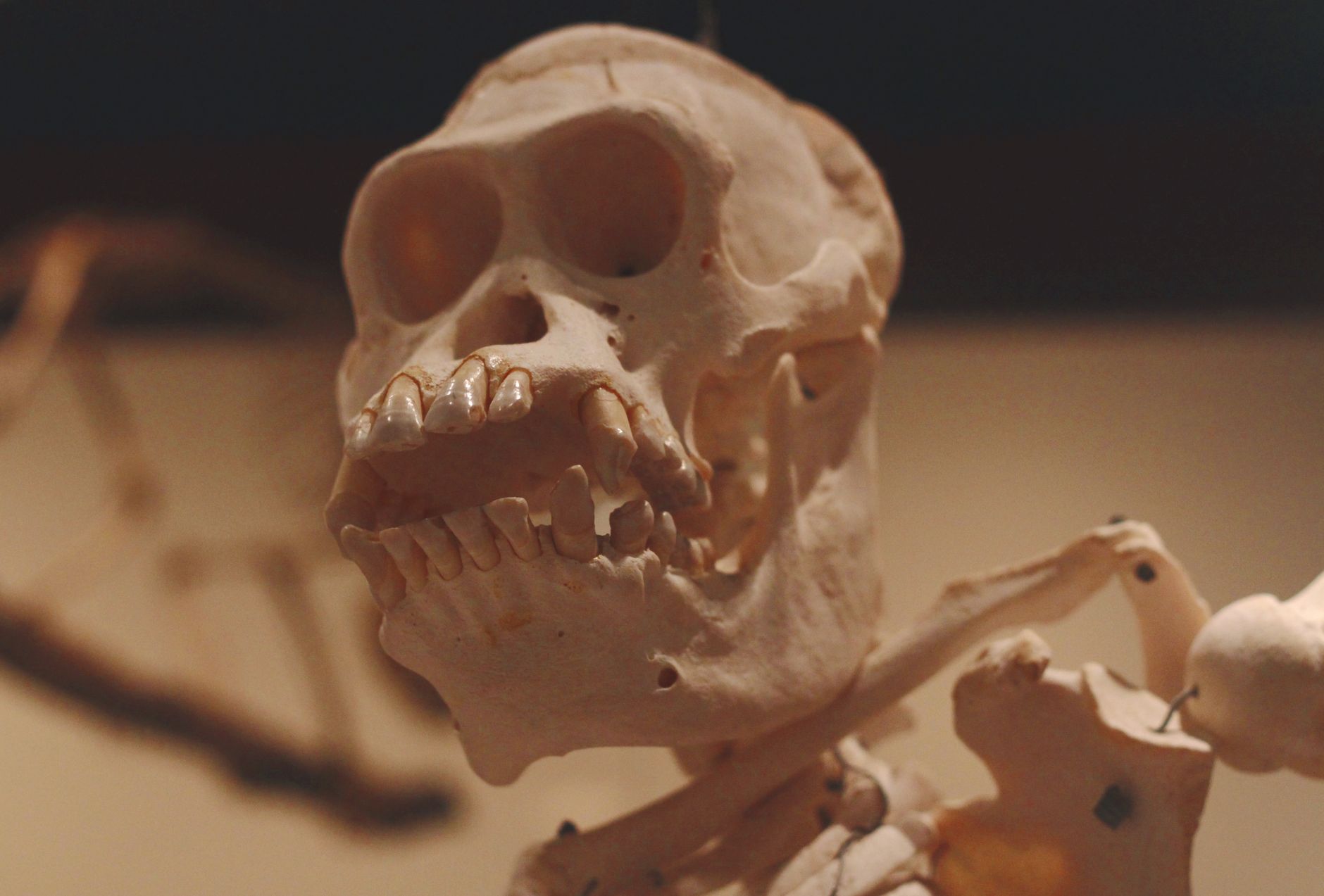 La Specola — Florence's surreal 18th-century anatomical wax models.
