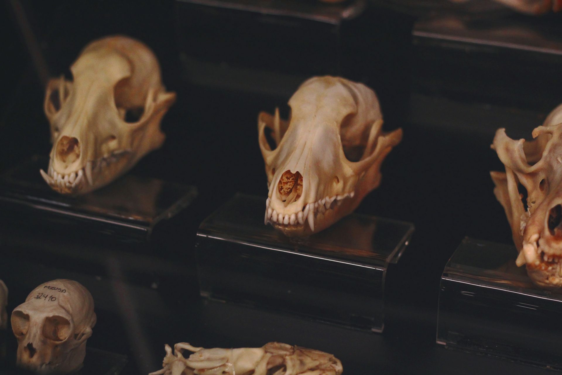Brown Skull on Black Table