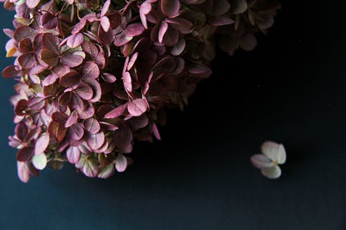 Free stock photo of černé pozadí, fialová kytka, fialové květiny